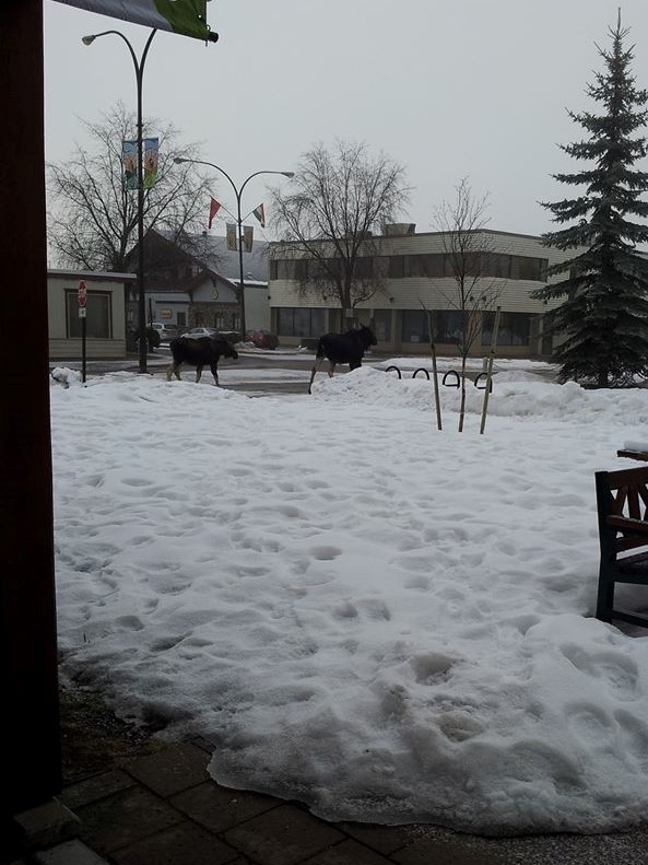 Just a regular day outside Smithers Public Library